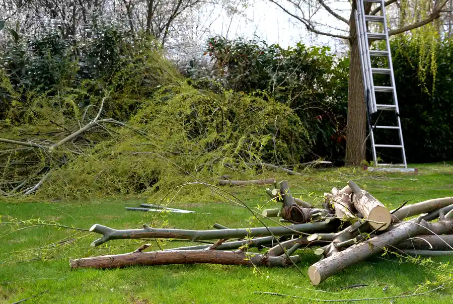 Benefits Of Professional Land Clearing For Your Site in St. Cloud FL Benefits Of Professional Land Clearing For Your Site in St. Cloud FL